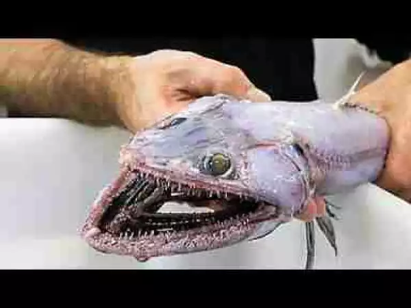 Video: Freak Fish Discovered and More